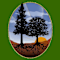 Institute For Sustainable Forestry