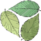 Living Tree Alliance