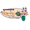 Société d'horticulture et d'écologie de Lotbinière