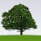 Green Pastures Ministries
