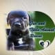 Fur And Tails Animal Rescue Inc