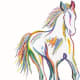 The Horse Of Many Colors