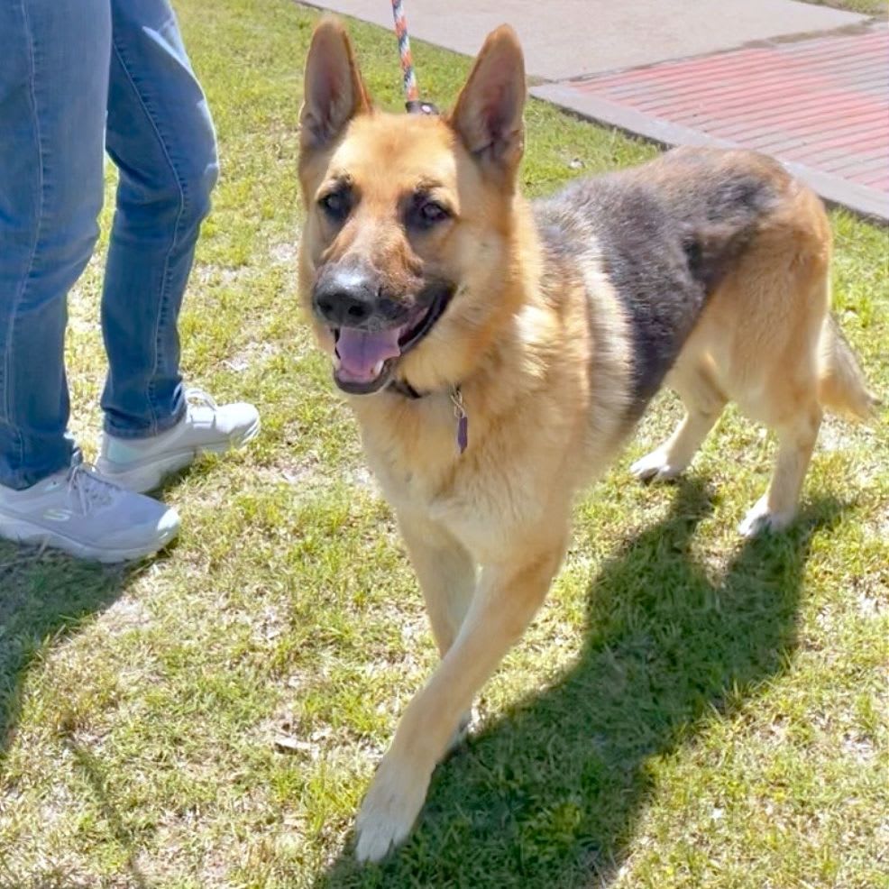 A German Shepherd walks on grass next to a person's legs, with a paved walkway in the background.