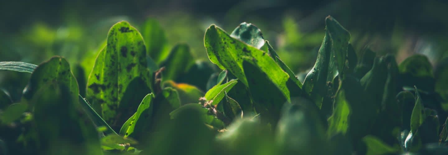 Close-up of vibrant green leaves in sunlight.