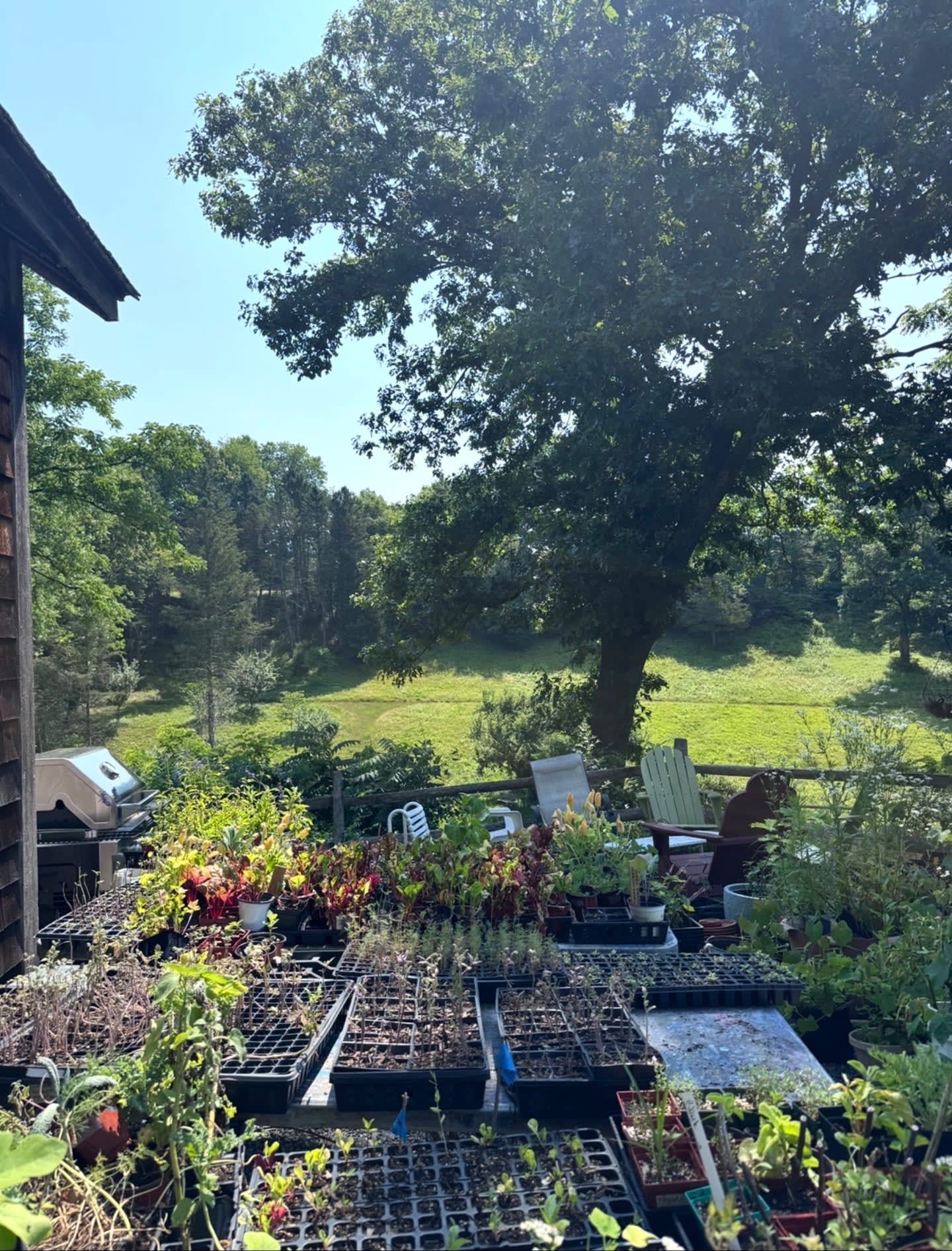 Seedling trays and potted plants fill the foreground of a deck, with a large tree and lush green fields in the background.