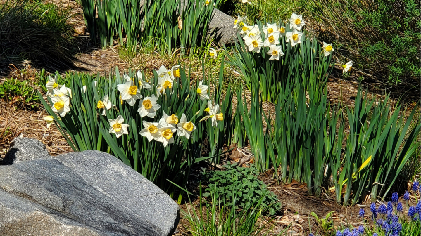 A cluster of white and yellow daffodils blooms in the foreground, with green foliage and rocks, while the background features more greenery and a hint of blue flowers.