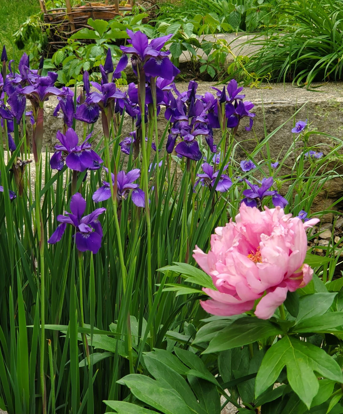 A lush garden scene features a vibrant pink peony in the foreground, with a cluster of tall purple irises and greenery filling the background.