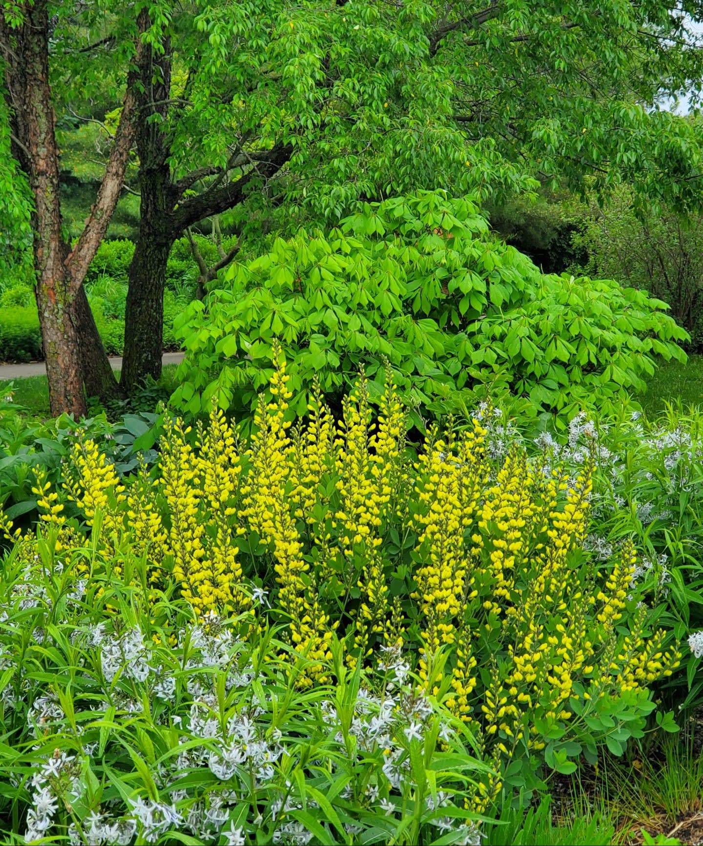 A vibrant patch of yellow and white wildflowers blooms in the foreground, with lush green trees and foliage forming a verdant backdrop.