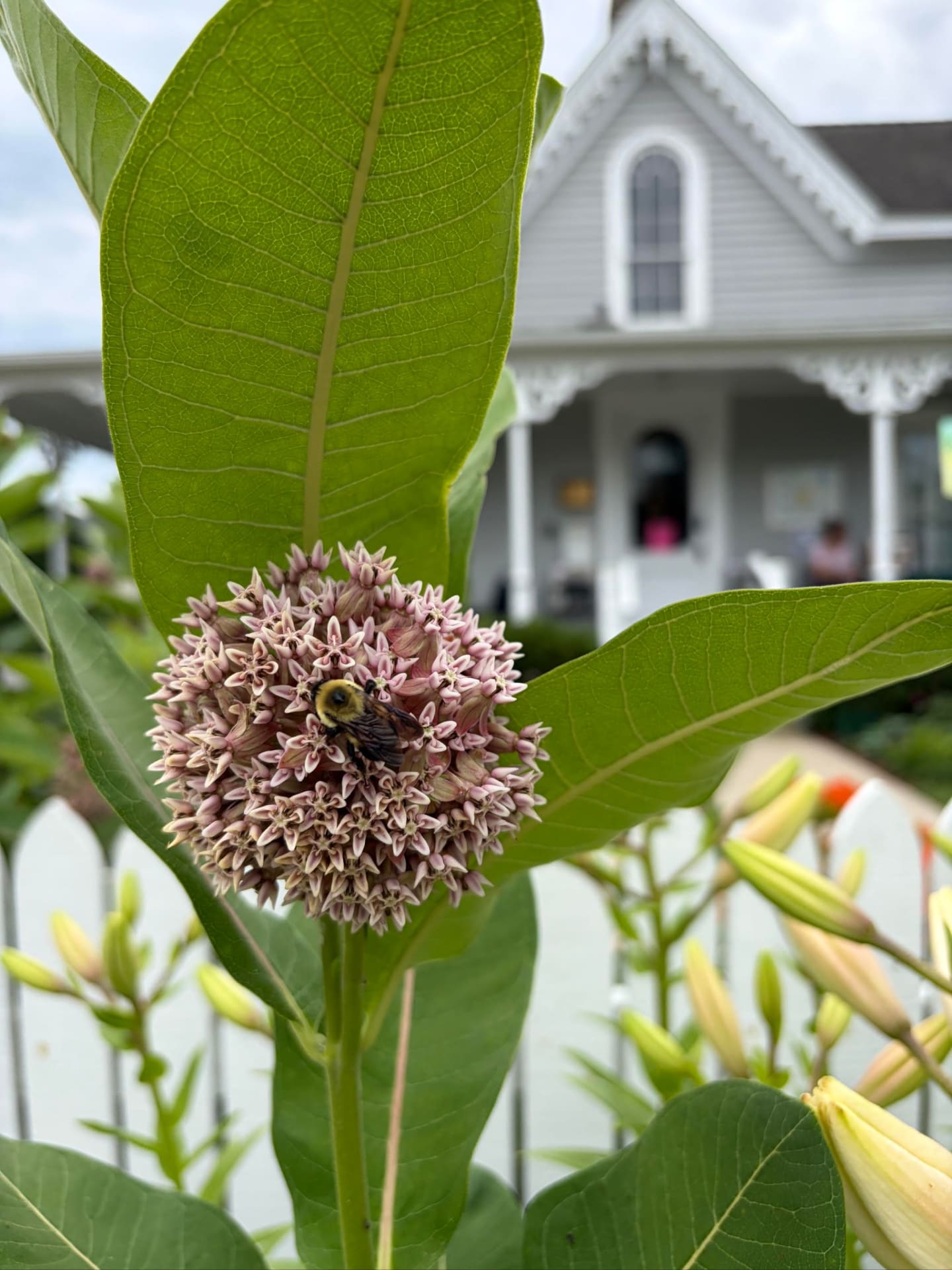A fuzzy bee visits a cluster of pink milkweed flowers in the foreground, with a charming gray house and white picket fence in the blurred background.
