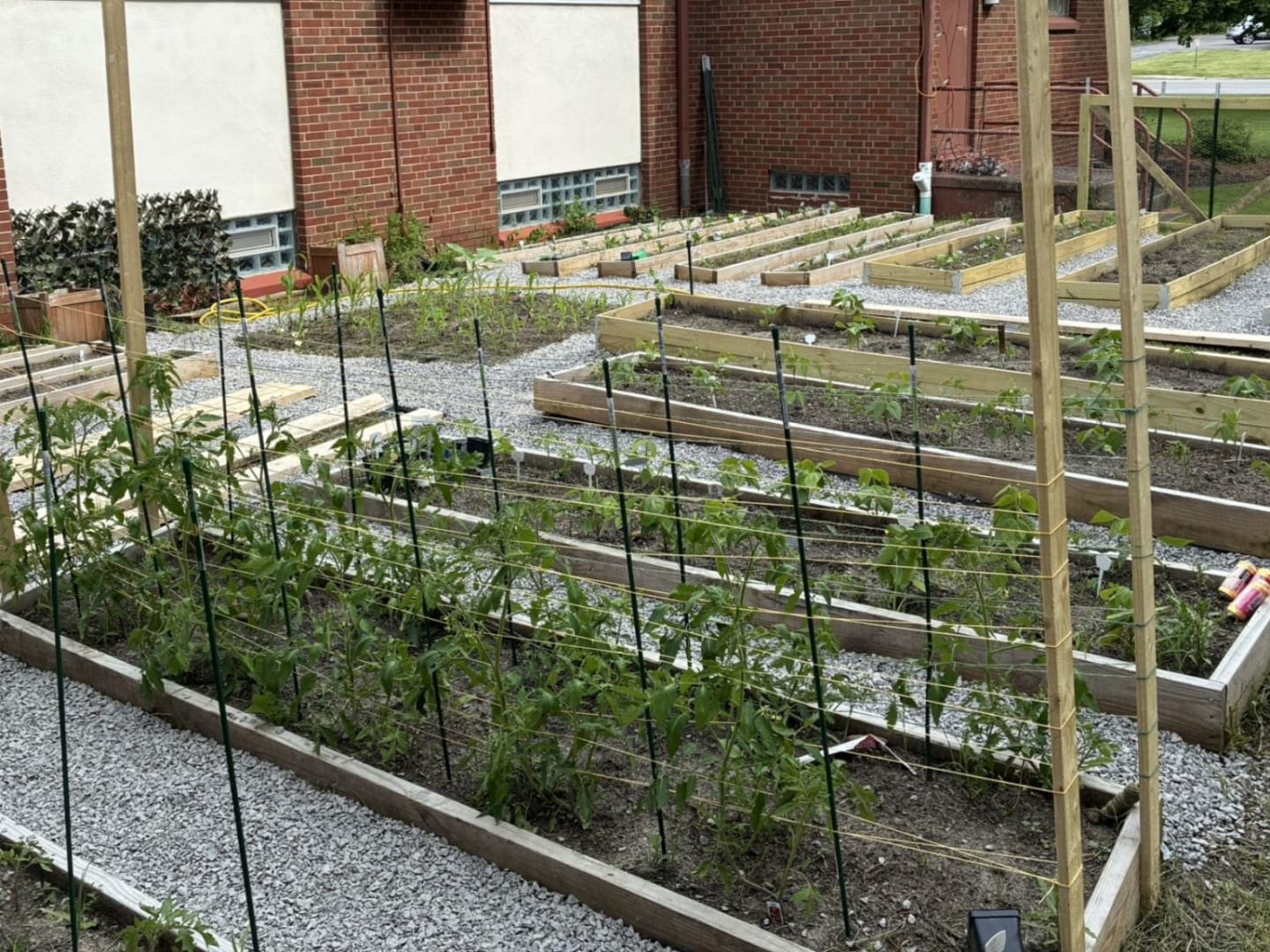 Rows of young tomato plants are staked and trellised in raised garden beds in the foreground, with more garden beds and a brick building in the background.