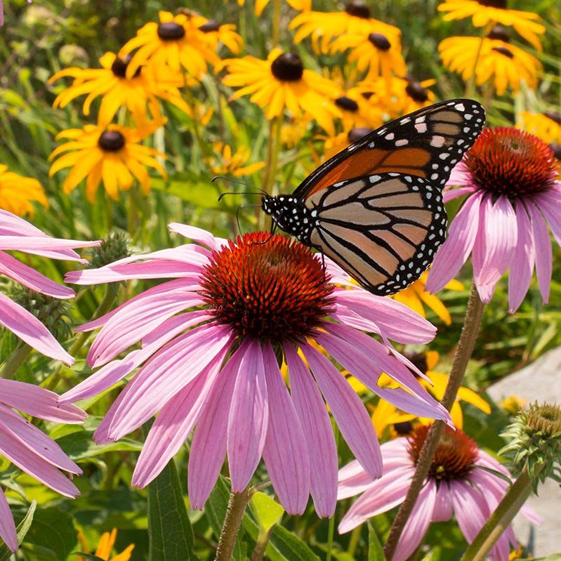 A monarch butterfly rests on a pink coneflower in the foreground, with a field of yellow coneflowers in the background.