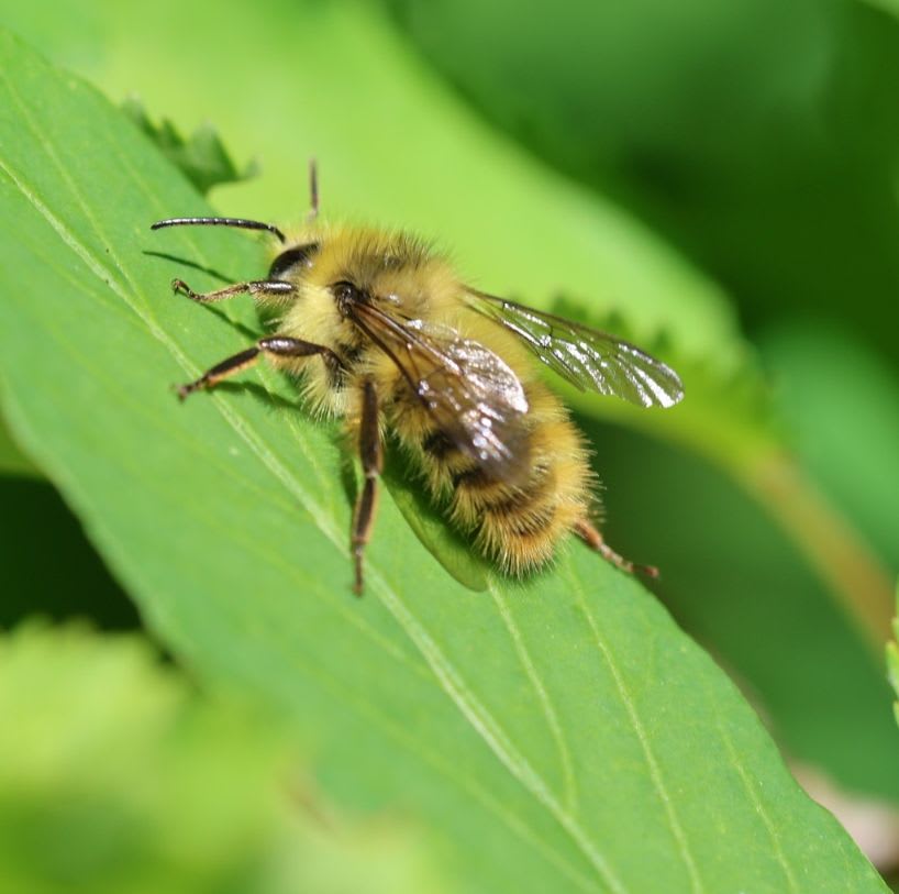 A fuzzy bee rests on a vibrant green leaf, with a soft-focus background of more green foliage.
