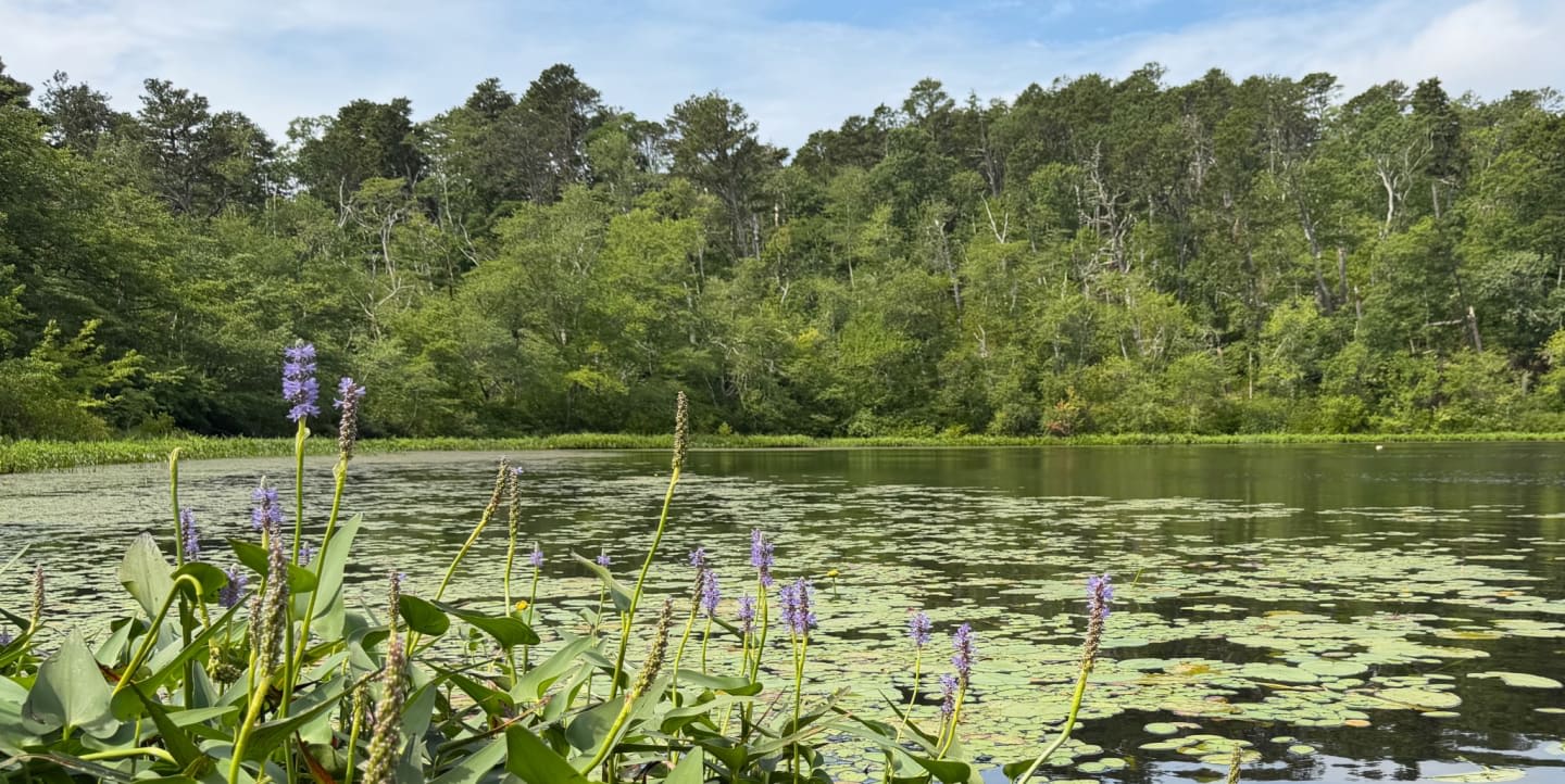 Purple wildflowers and lily pads dot a calm lake, backed by a dense forest under a cloudy sky.