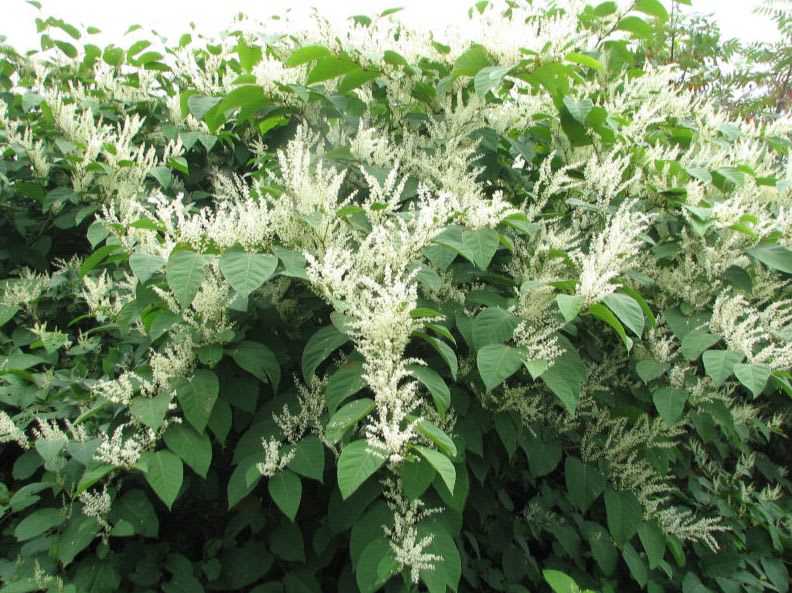 Lush green foliage and creamy white flower plumes fill the foreground, with a blurred background of more greenery and a hint of sky.