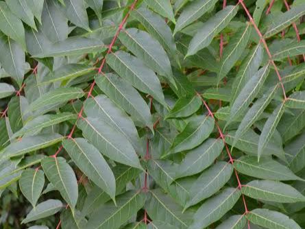 A close-up view of green leaves with red stems fills the foreground, while a blurred green background suggests more foliage.
