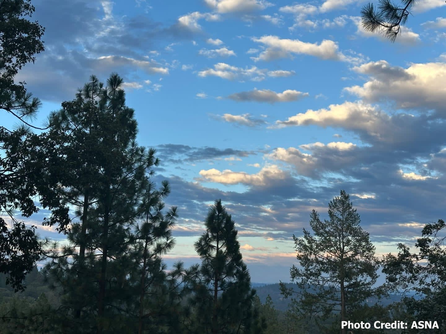 Dark green pine trees in the foreground are silhouetted against a vast blue sky filled with scattered, fluffy white and gray clouds.