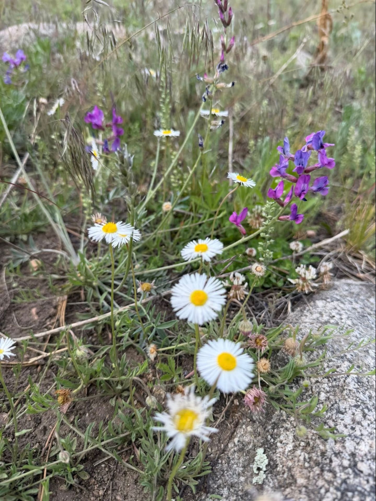 Small white and purple wildflowers bloom in the foreground, with dry grass and rocks in the background.