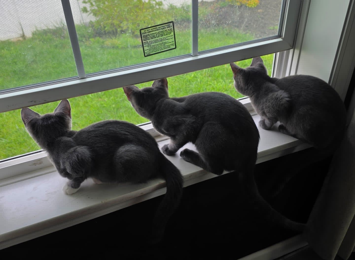 Three gray kittens sit on a windowsill, looking out at a green, grassy yard through a window.