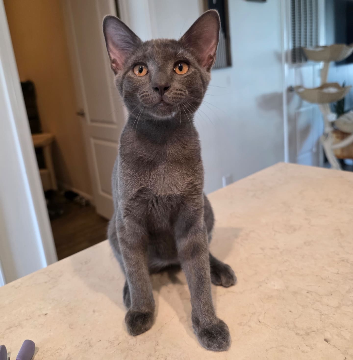 A sleek gray cat with large ears sits on a speckled countertop, with a blurry indoor background featuring a door and a cat tree.