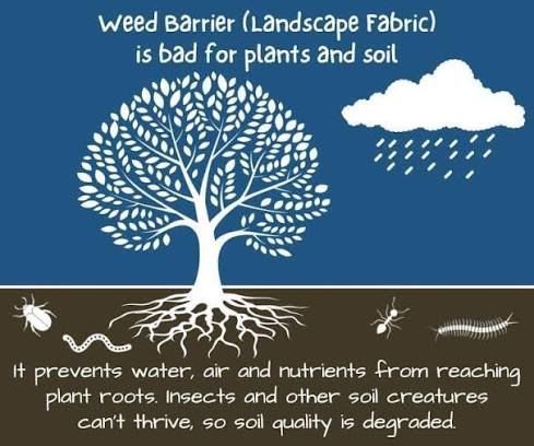 A white stylized tree with roots in brown soil sits against a blue background featuring a raining cloud and educational text.