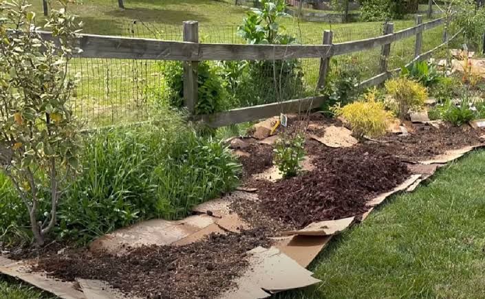 Cardboard and mulch cover a garden bed in the foreground, with a wooden fence and green fields in the background.