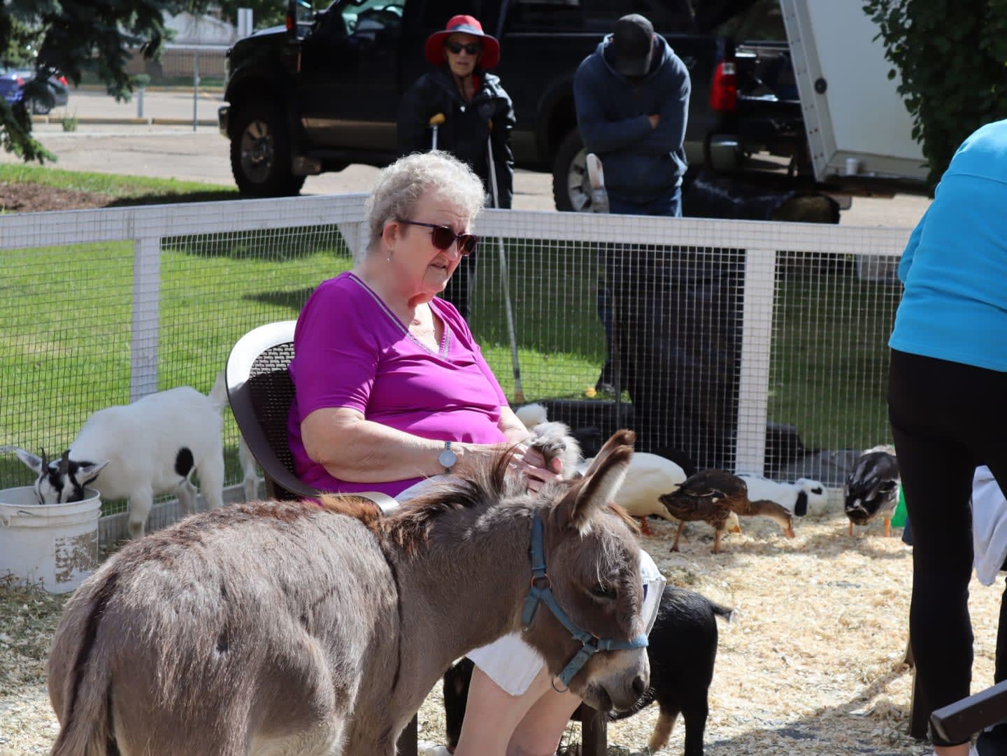A woman in a purple shirt sits in a chair beside a small donkey and several goats in a fenced enclosure, with people and a black vehicle in the background.