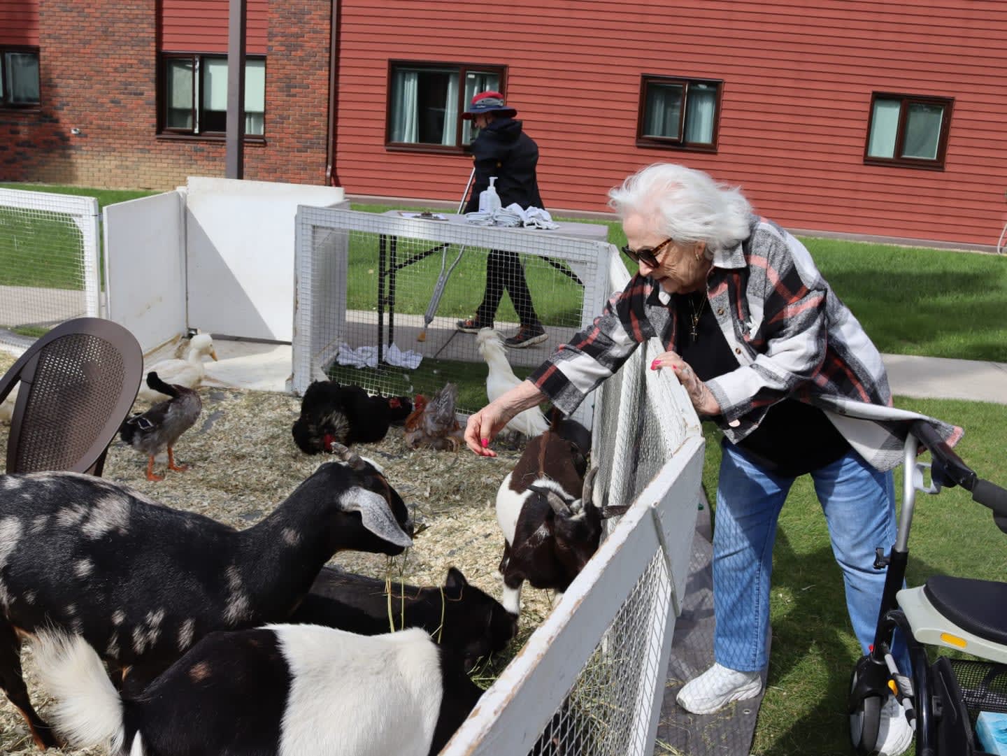 An elderly woman leans over a fence to interact with goats and chickens in a pen, with a person and a red building in the background.