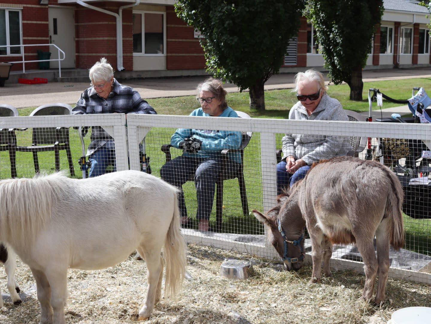A white pony and a grey donkey stand in a fenced enclosure in the foreground, while three elderly women watch them from behind the fence with a brick building and green trees in the background.