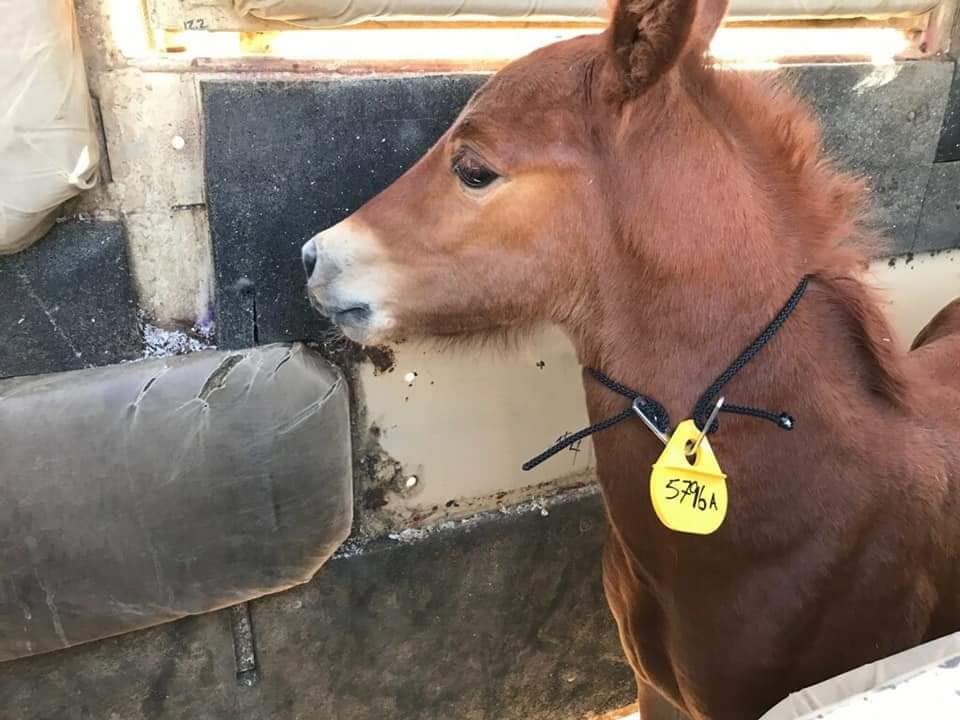 Donate to make a difference, to save, shelter and care for equine.