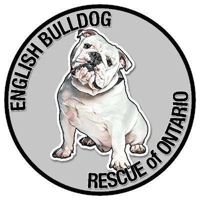 English Bulldog Rescue Of Ontario