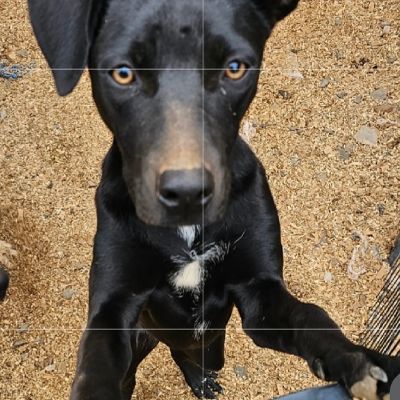 Misfit Farms Rescue & Sanctuary