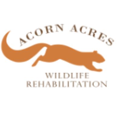 Acorn Acres Wildlife Rehabilitation