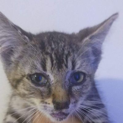 Cat Rescue Squad