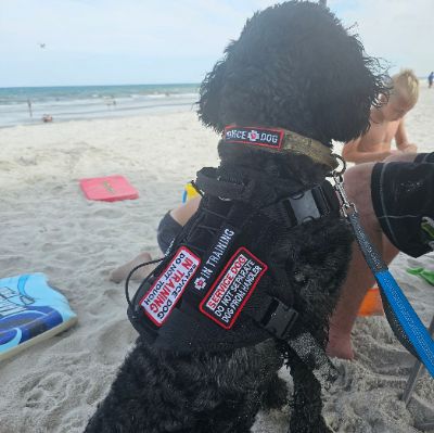 service dog training