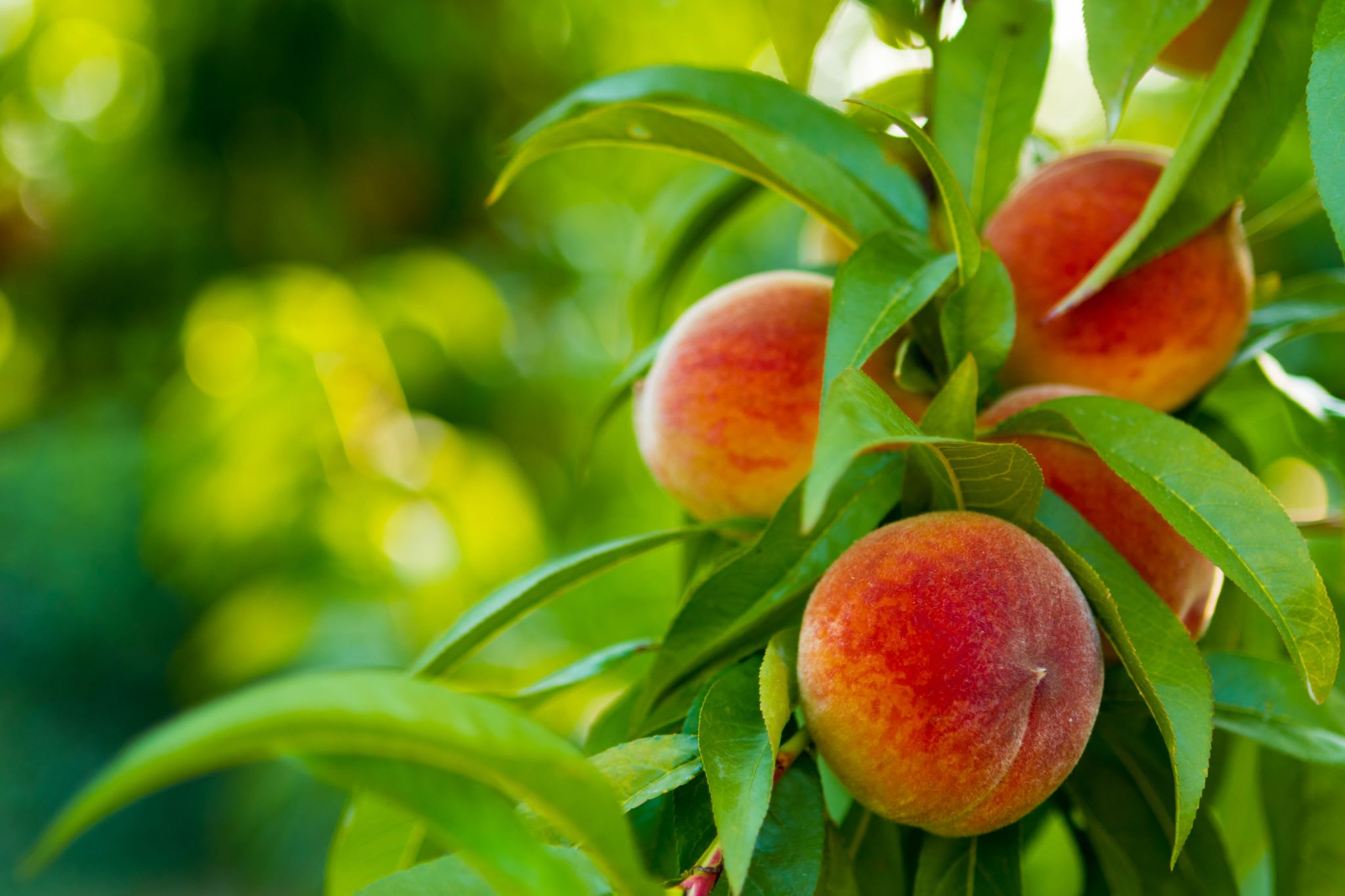 Peaches on a tree