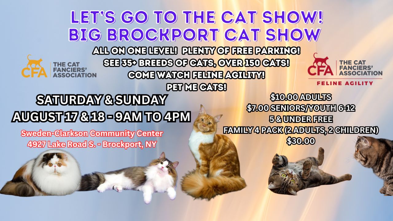 Watch cats 2019 free hotsell