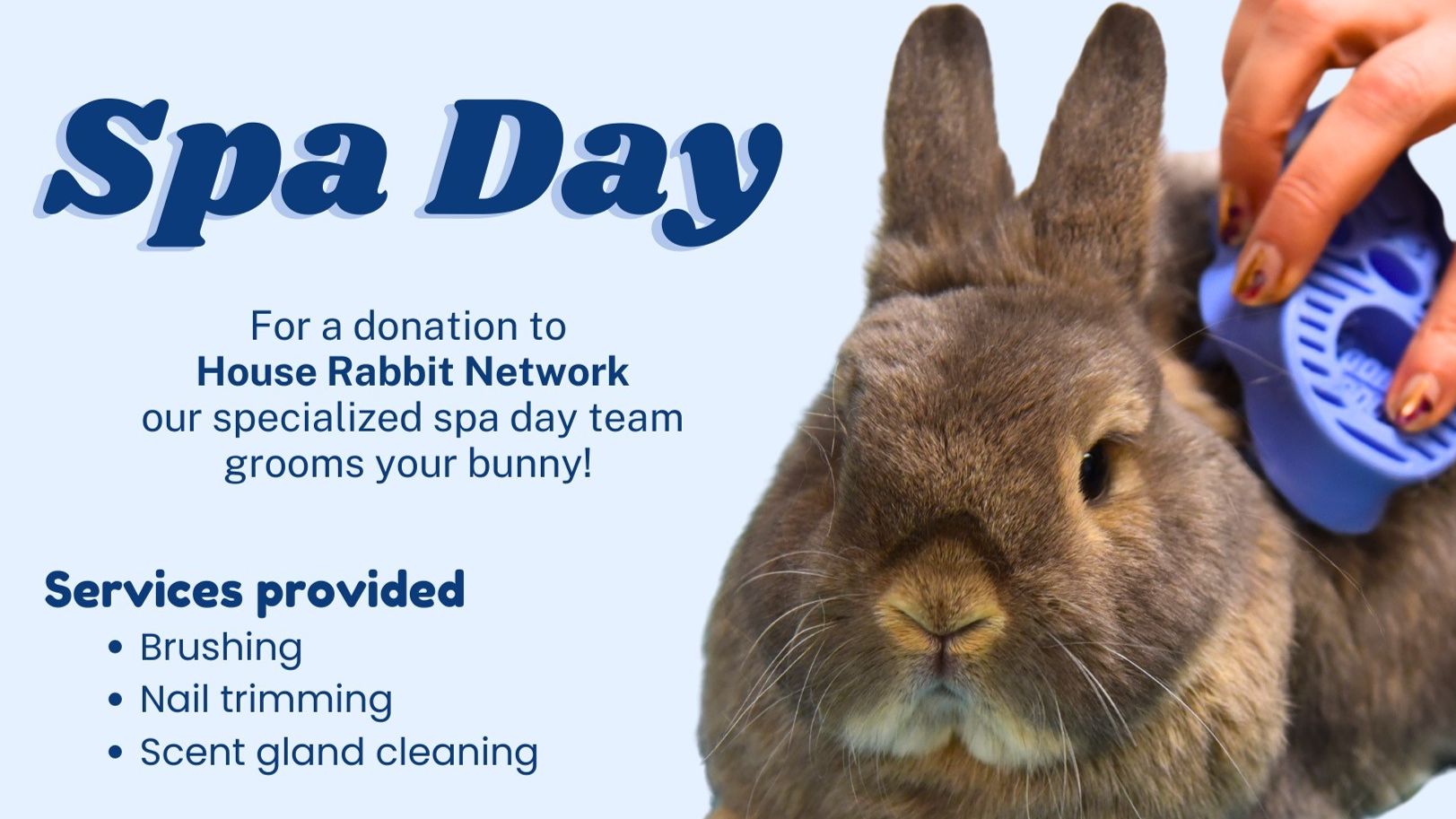 Bunny Spa Day- Car to Spa- October 19