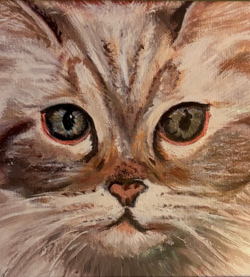 Izzy Mae Feline Rescue