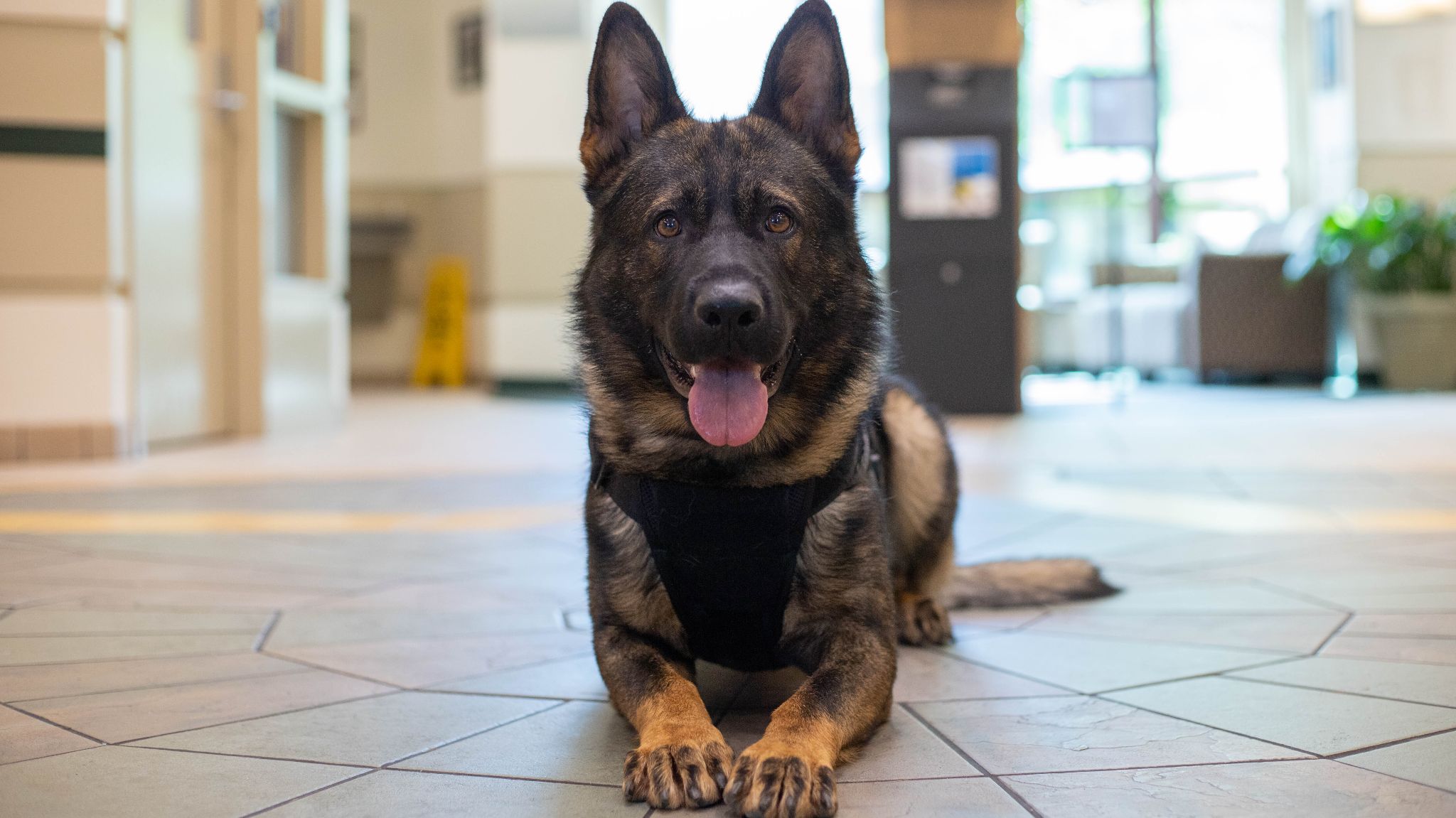 Vote for K9 Chiko from Kent County Sheriff's Office