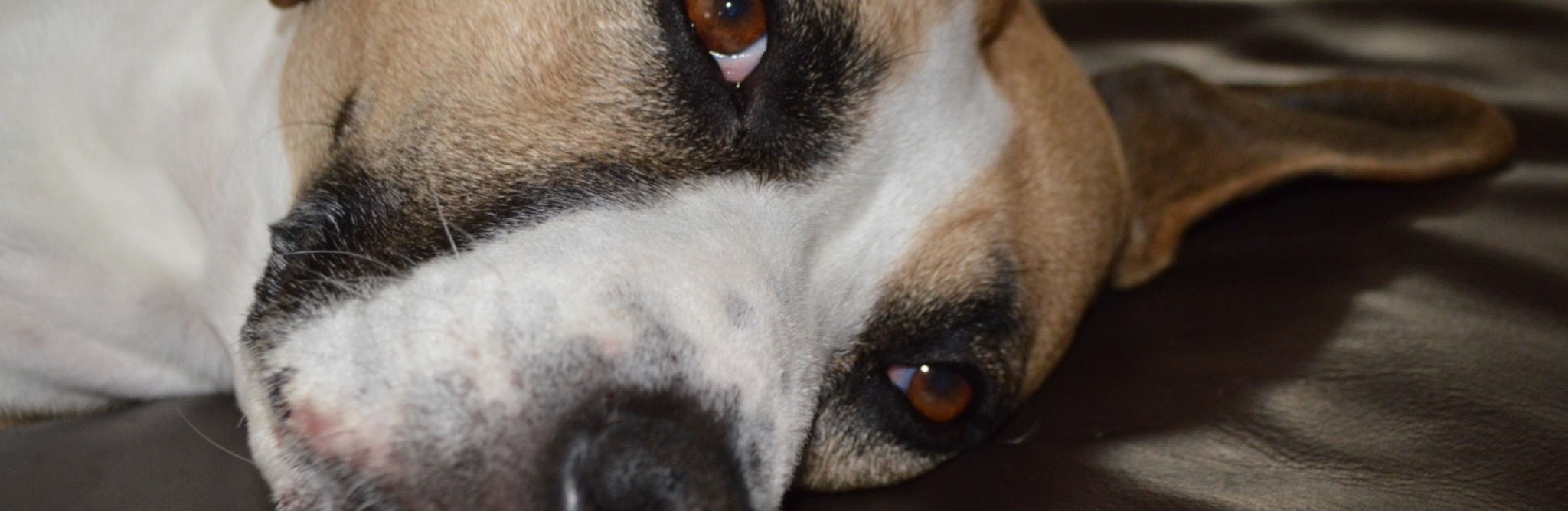 Go Dogs Rescue Donations for adoptions