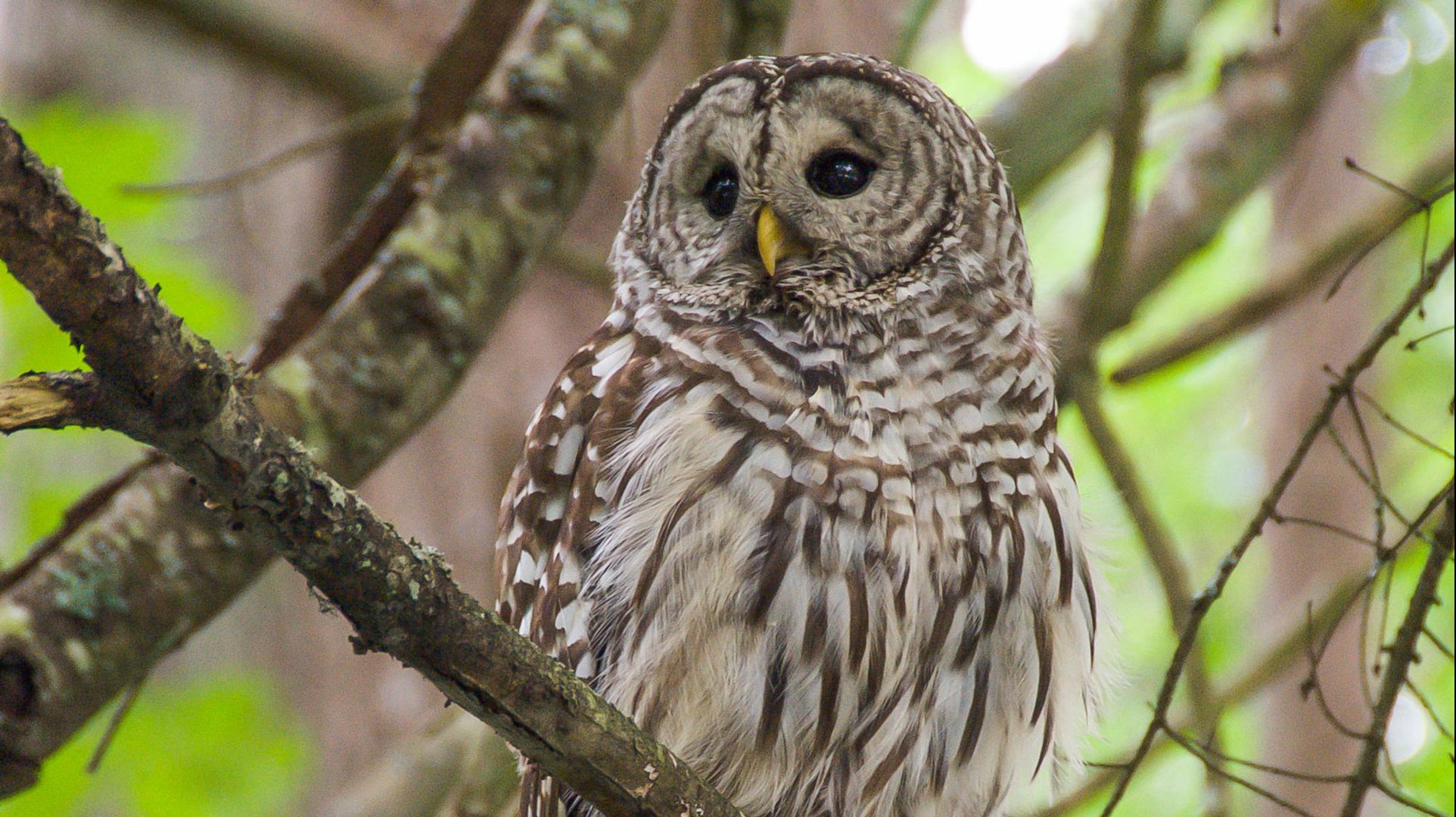 Owl Prowl [FULL] - Events - Stanley Park Ecology (SPE)
