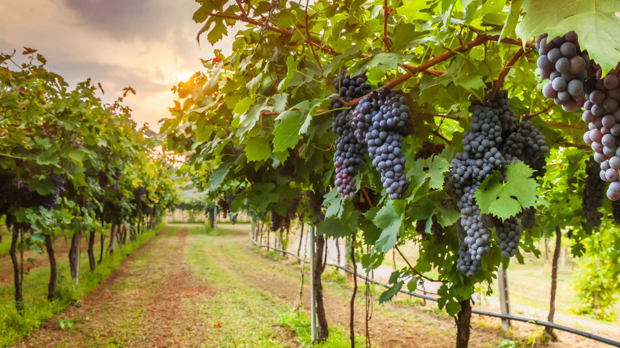 Afternoon in the Vines