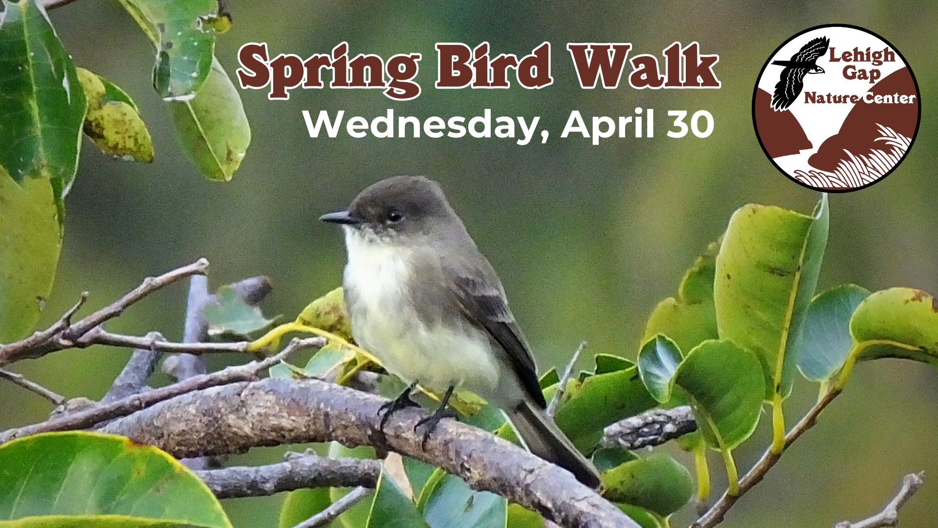 Spring Bird Walk