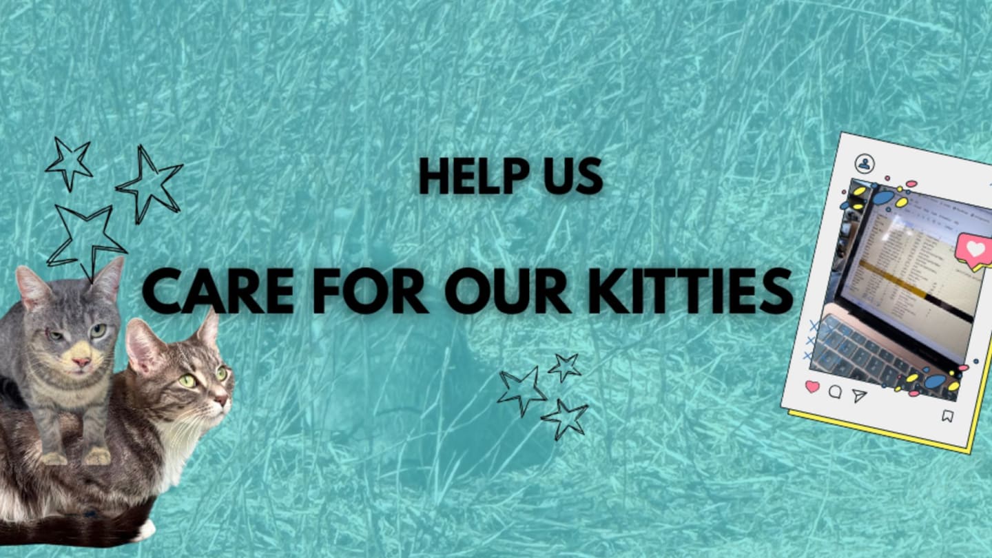 Caring for the Kitties