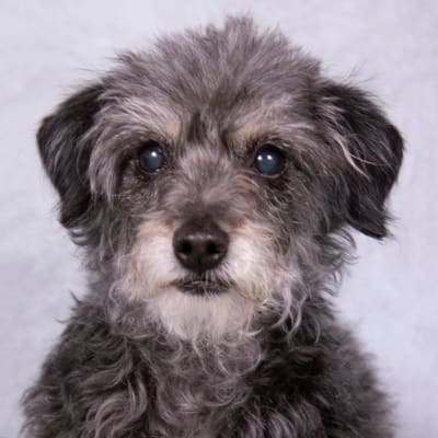 Sanctuary for Senior Dogs