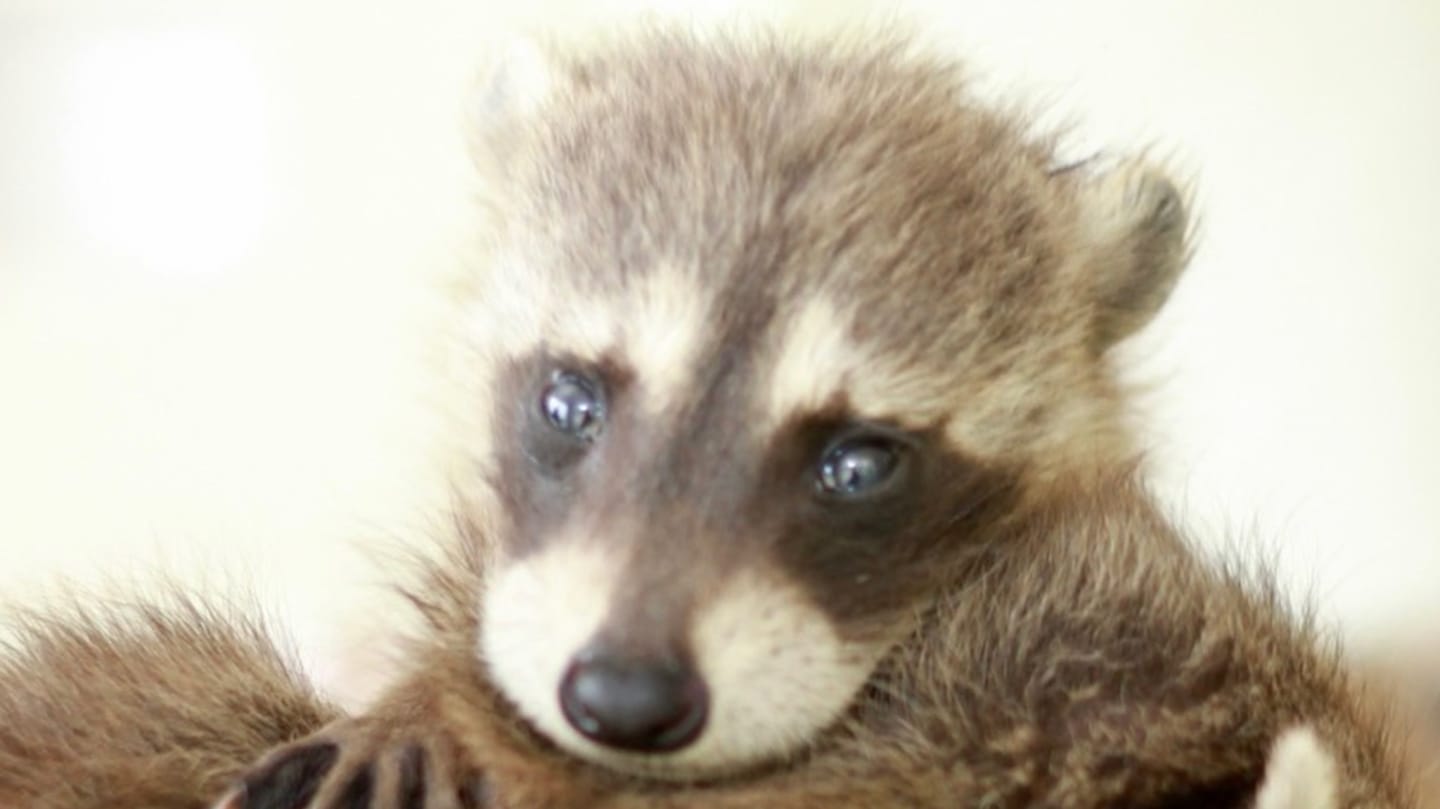 Fort Bend Wildlife Rescue's Raccoon Care and Vaccine Raffle: Lush Intergalactic Gift Set