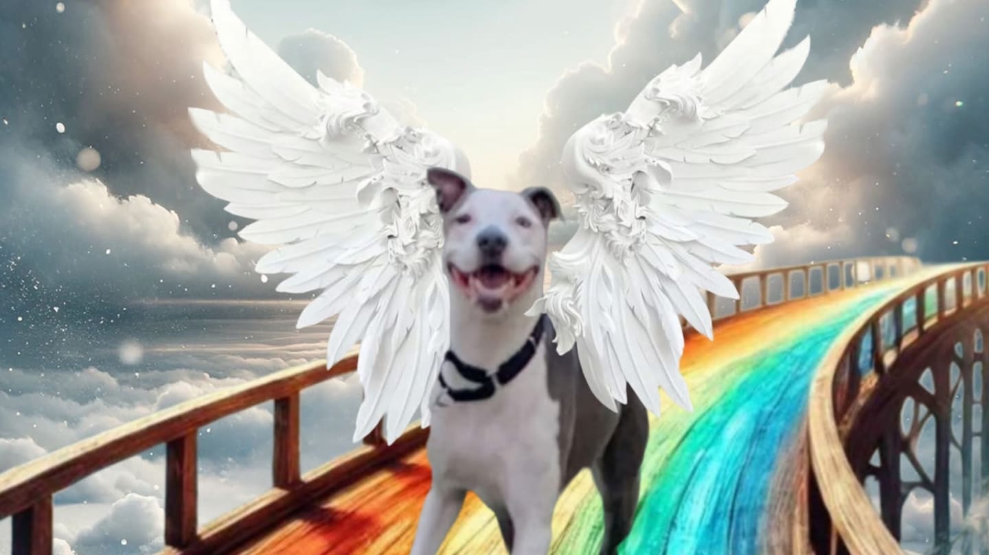 In Memory of Our Beloved Pets: Help Build the Rainbow Bridge Park