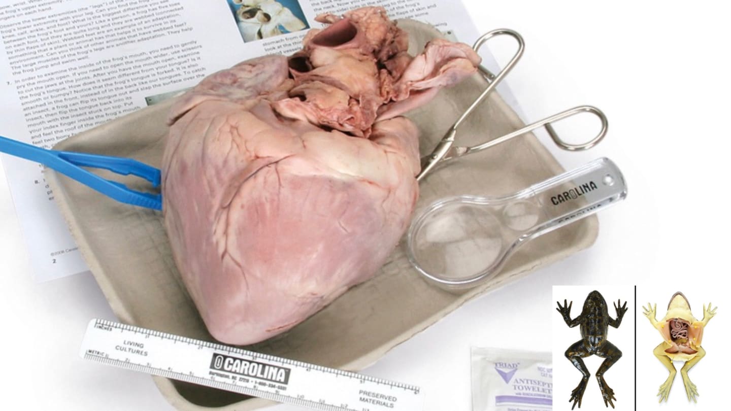 Dissection, Anatomy, & Science June 2025