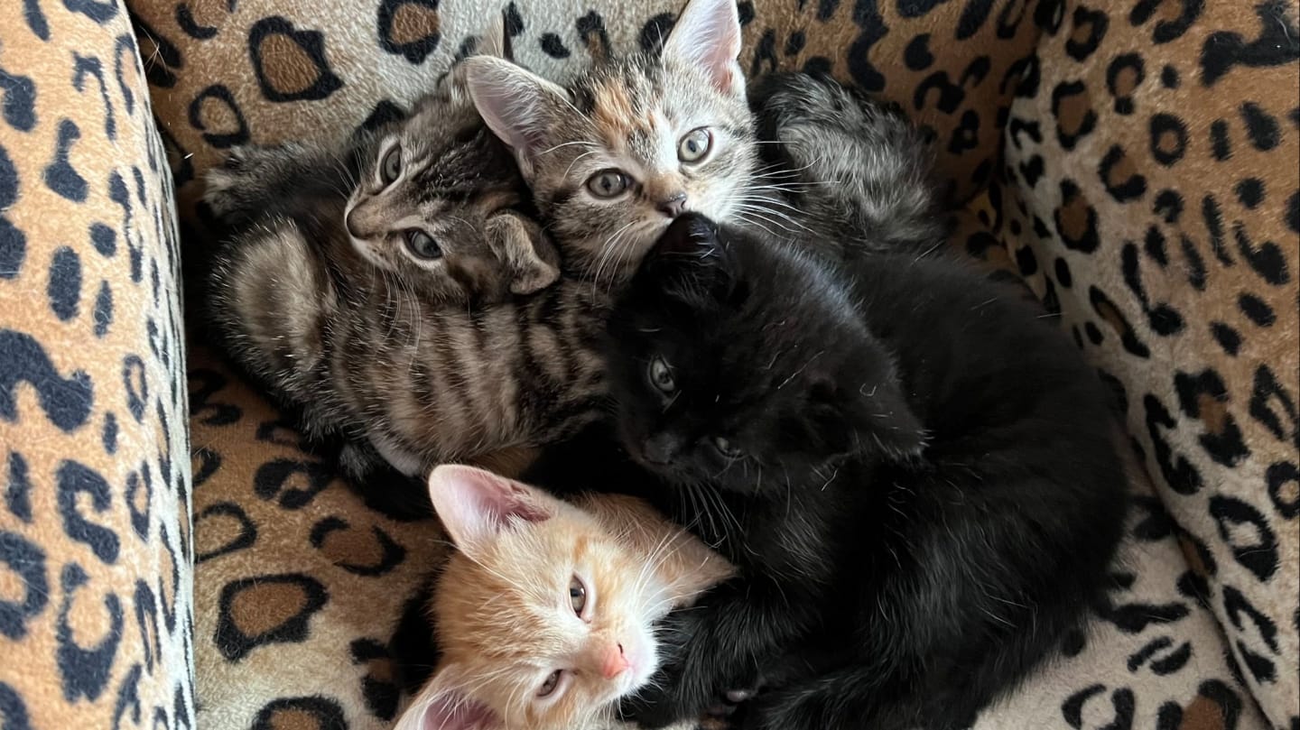 Donation Drive - Daily Essentials