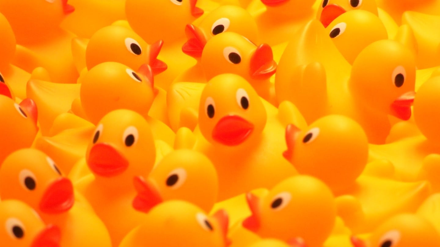 2025 Christmas in July duck migration